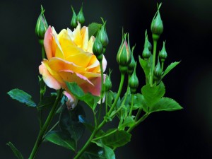 Una rosa amarilla entre pimpollos