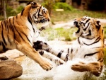 Dos tigres luchando