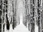 Filas de árboles cubiertos de nieve