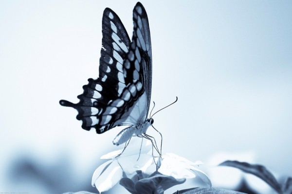 Imagen de una mariposa sobre una flor
