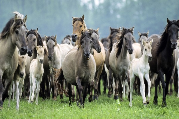 Manada de caballos salvajes corriendo por la pradera
