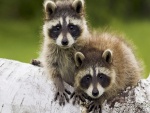 Dos tímidos mapaches