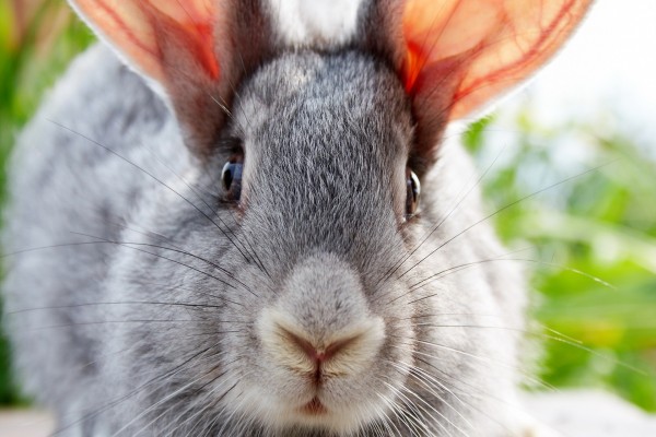 La cara de un conejo