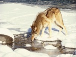 Lobo bebiendo agua en invierno