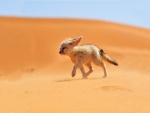 Fénec caminando sobre la arena del desierto