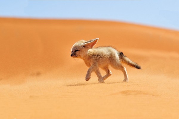 Fénec caminando sobre la arena del desierto