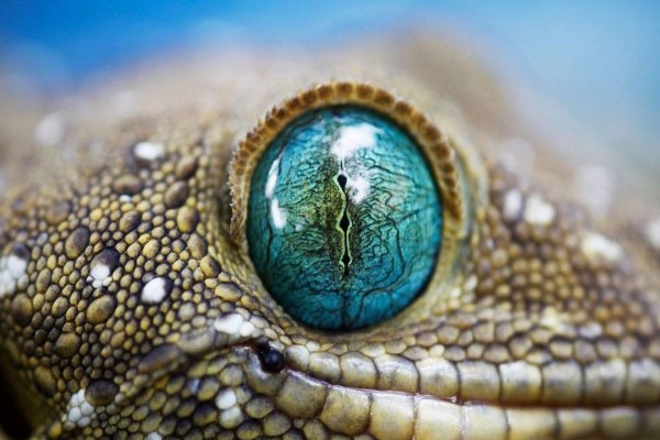 El ojo de un lagarto