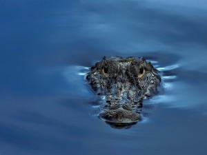 Postal: La cabeza de un cocodrilo en la superficie del agua