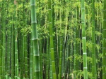 Hermoso bosque de bambú