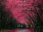 Hermosos árboles con flores rosas