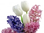 Hermosos tulipanes blancos entre jacintos
