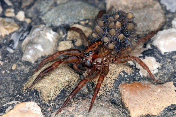 Araña lobo portando varias crías en su abdomen