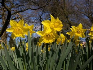 Narcisos amarillos en primavera