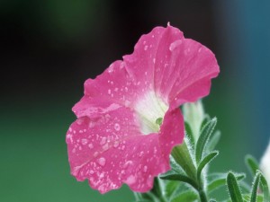 Postal: Petunia rosa con gotitas de rocío