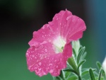 Petunia rosa con gotitas de rocío