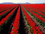 Espectacular campo sembrado con tulipanes rojos