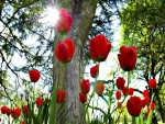 Tulipanes rojos iluminados por los rayos del sol