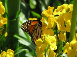 Mariposa posada sobre unas flores amarillas