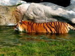 Tigre caminando en el agua