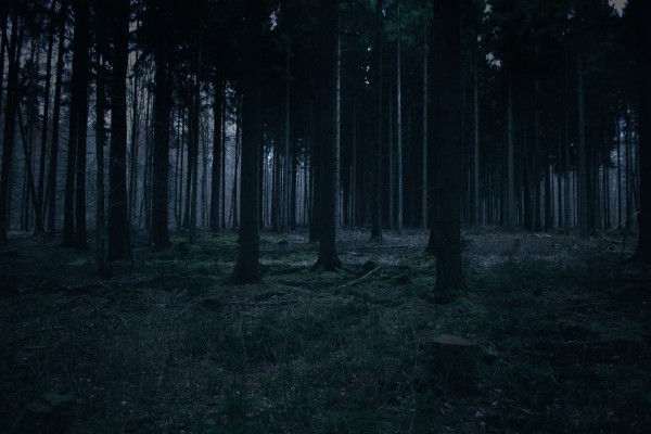 Anochece en el bosque