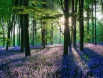 Sol iluminando las flores y árboles del bosque