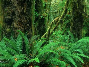 Postal: Helechos y árboles en el interior de un bosque