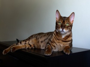 Postal: Un bonito gato tumbado sobre un mueble oscuro