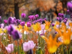 Tulipanes amarillos, rosas y púrpuras en un jardín