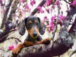 Perro observando detrás de la rama de un árbol