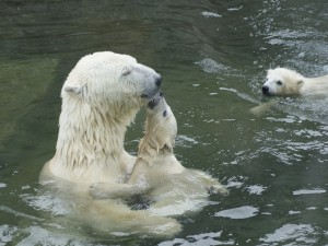 Un oso polar con sus crías en el agua