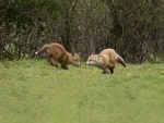 Dos zorros rojos jugando en la hierba