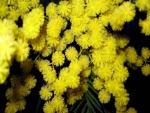 Bellas mimosas amarillas