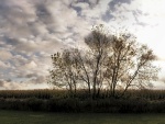 Árboles en el campo en un día nublado