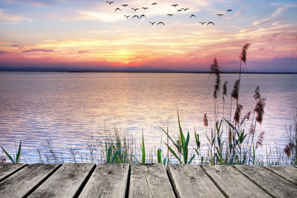 Contemplando las aves y el lago desde el muelle de madera