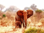 Elefante africano junto a su cría