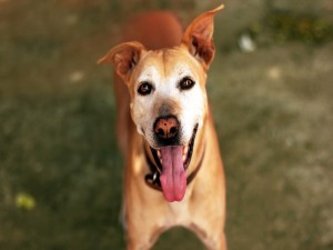 Postal: Un perro mostrando su larga lengua