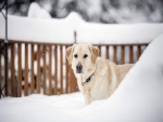 Un perro en la fría nieve
