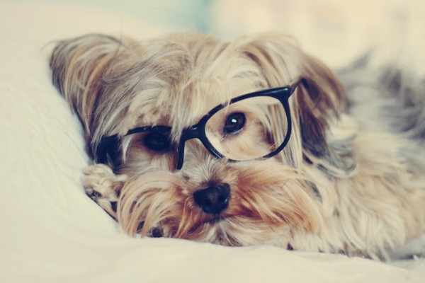 Un perro con gafas