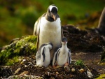 Mamá pingüino cuidando de sus dos polluelos