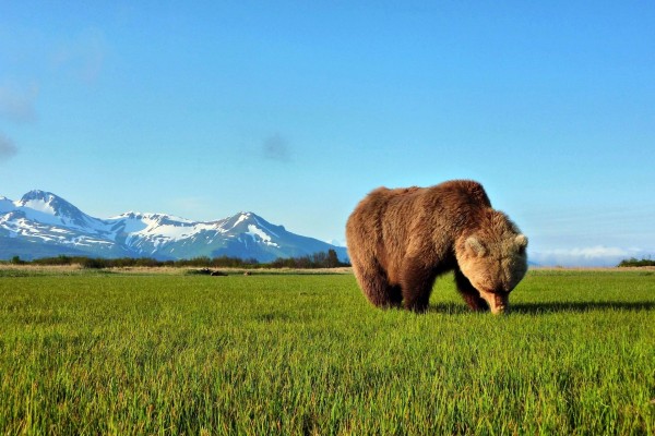 Un oso en la hierba