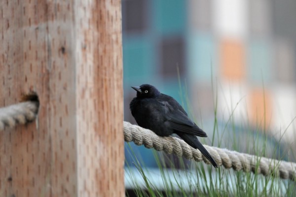 Pájaro negro sobre una cuerda