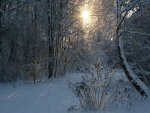 Los tibios rayos del sol iluminan el bosque nevado