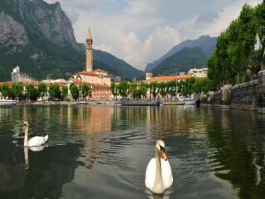 Cisnes en el lago Como (Lecco, Italia)