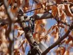 Pájaro carpintero en un árbol con hojas secas