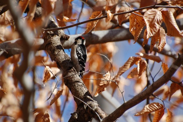 Pájaro carpintero en un árbol con hojas secas