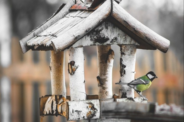 Pájaro en una casita de madera