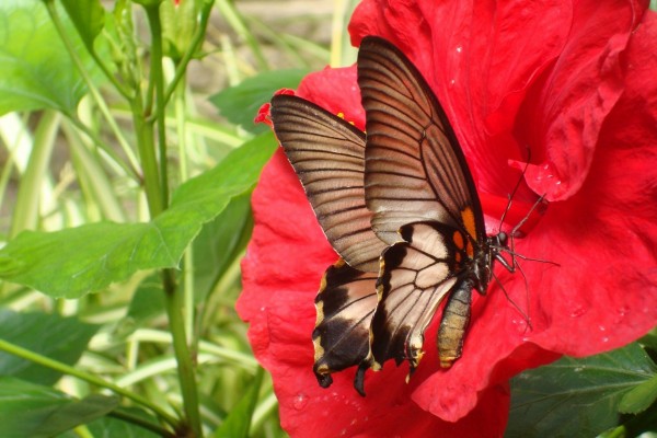 Mariposa marrón sobre una flor roja