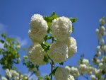 Hortensias blancas bajo un cielo celeste