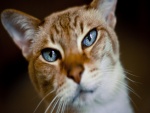 La cara de un gato con ojos azules