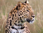 Cabeza de un hermoso leopardo